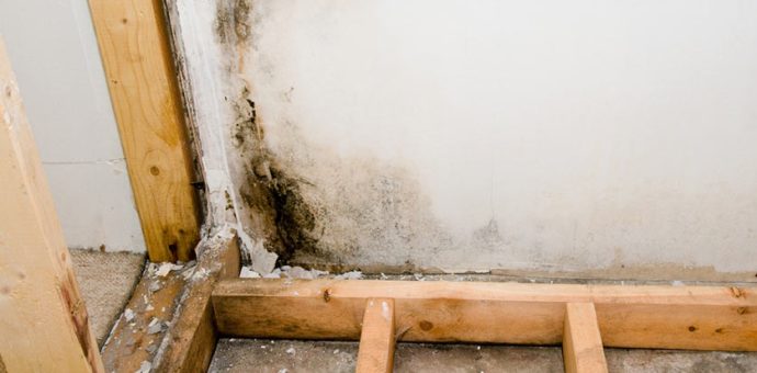 Why Black Mold Is a Major Threat